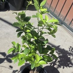 Mexican lemon 