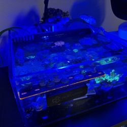 Frag Tank