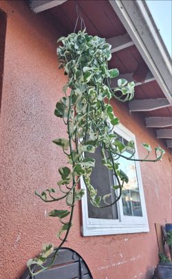 N'joy  hermosa planta colgante