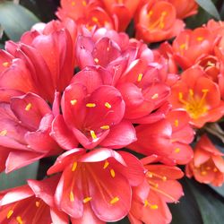 Clivias plant bluming $25