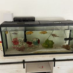 Fish Tank