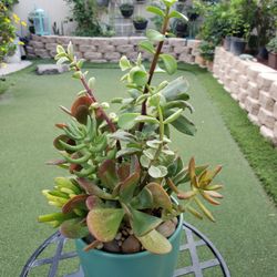 Succulent Arrangements