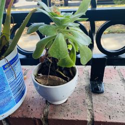 Plants 