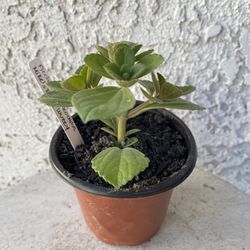 4 Inch Pot Succulent Plant- Plectranthus Neochilus - Mike's Fuzzy Wuzzy - Blue Lobster Flower - Rooted & Stablished - Drought Resistant - 🪴