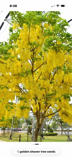Golden shower tree seeds (10)