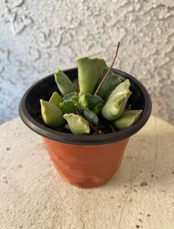 4 Inch Pot Rare Succulent Plant - Adromischus Cristatus - Crinkle Leaf Plant - Rooted & Established - Drought Resistant - 🪴