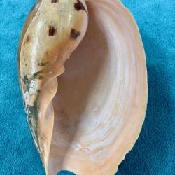Large Indian Volute Seashell (Melo Melo)