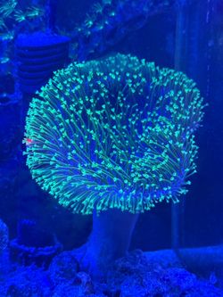 Toadstool decoration