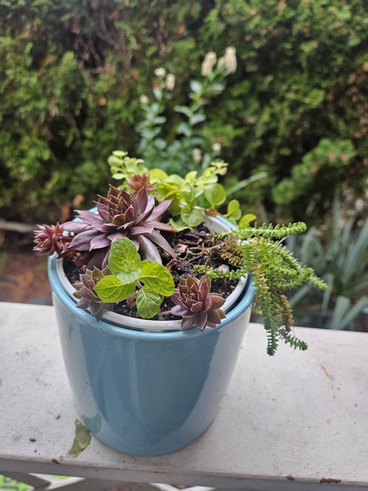 Plant Succulent In Ceramic Pot, Inside Or Outside