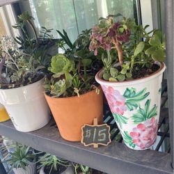 Potted Succulents 