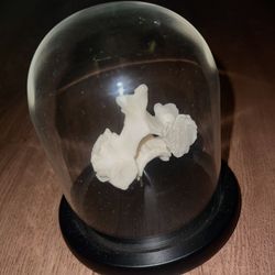 Authentic Human Vertebrae Medical Specimen
