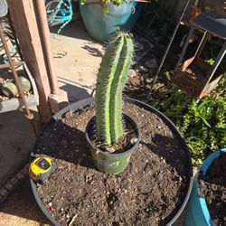 12in Tall  Rooted Stenocereus Cactus That Takes Full AZ Sun