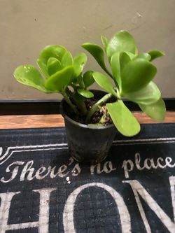 Small Jade Plant in Nursery Pot