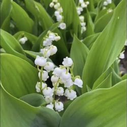 Outdoor Flowers - LILLY OF THE VALLEY