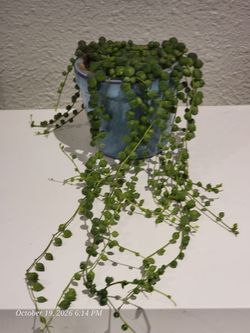 Healthy String of Pearls in a Blue Ceramic Pot.