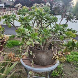 Friday Big Plant Yard Sale !!!!