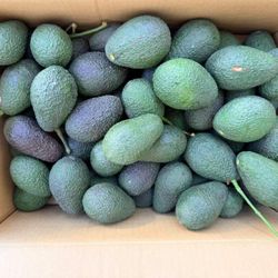 Fresh Organic CREAMY AVOCADO from Tree ! $1 For 2