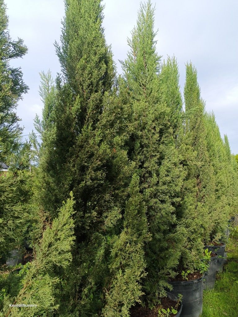 Beautiful Tall Italian Cypress 25gl $250๐ก๐ก