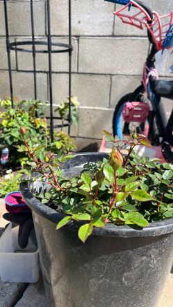 Mini Rose Bush Orange
