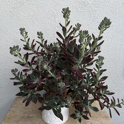 Plants / Succulents 
