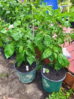 Habanero pepper plants