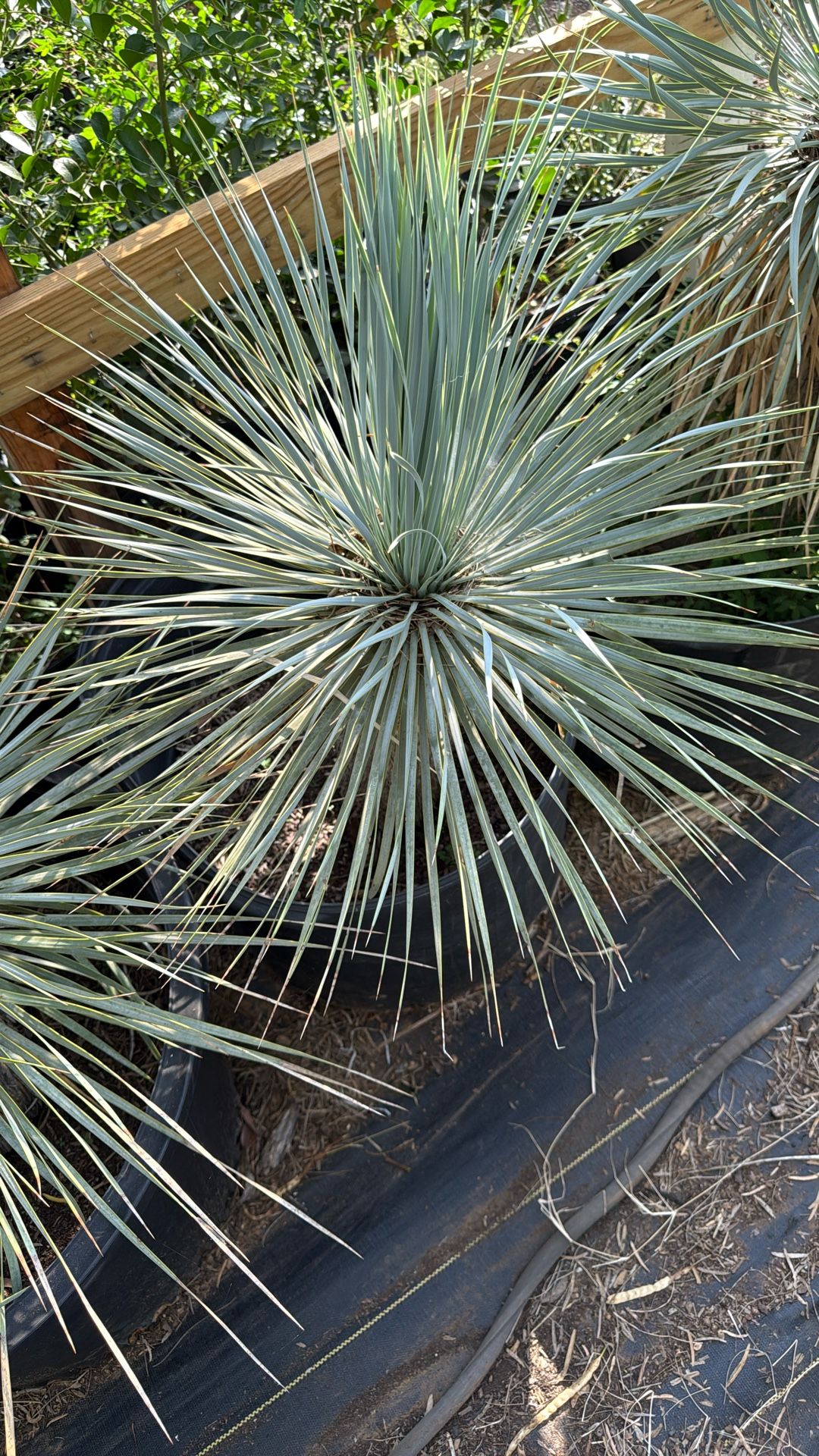 Plants For Sale