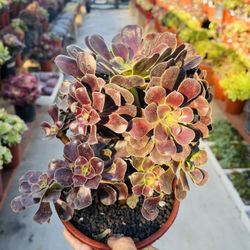 Aeonium Imported For Sale Each Cluster $50