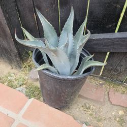 Plants For Sale Blue agave