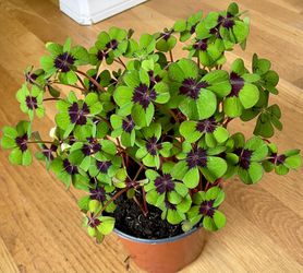 Oxalis Iron Cross / Good Luck 🍀 Plant in 6in. Pot / Free Delivery Available  Thumbnail