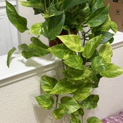 ♥️Gorgeous Super Healthy NEON Golden pothos♥️