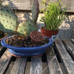 Cactus Purple Heart Shape Pads