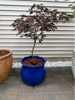 Japanese Maple - Black Lace