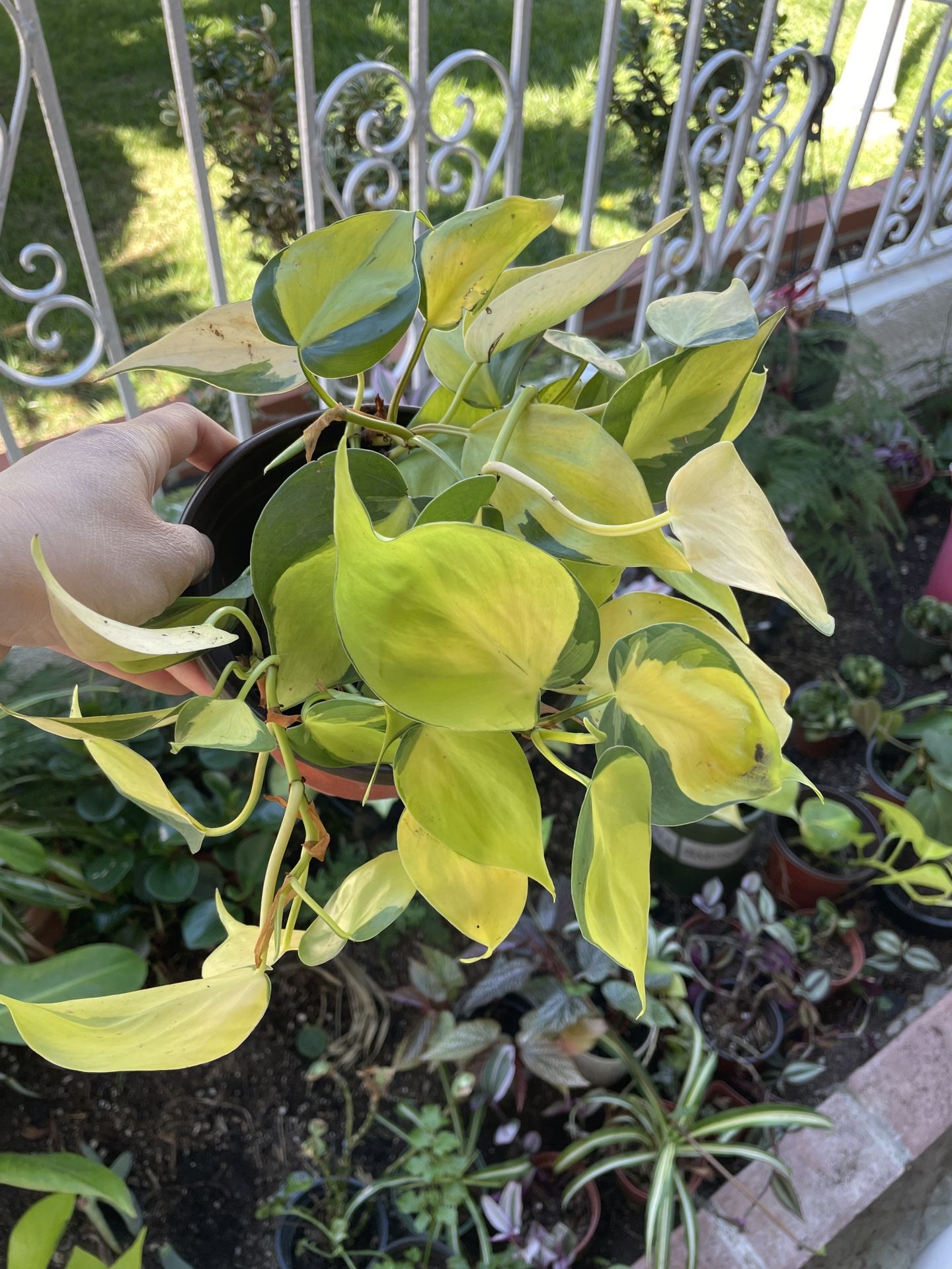 6in Pot Philodendron Brazil Houseplant