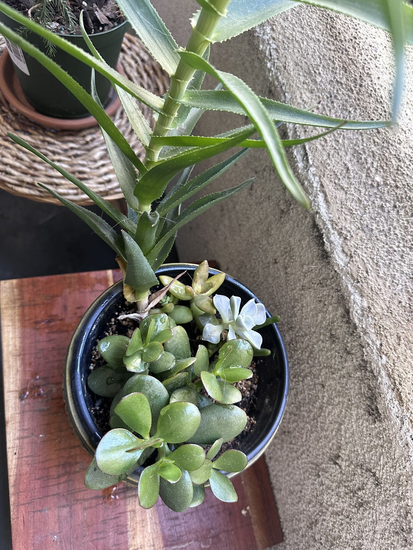 Moving Sale- Succulent Plant For $5- Needs New Home !