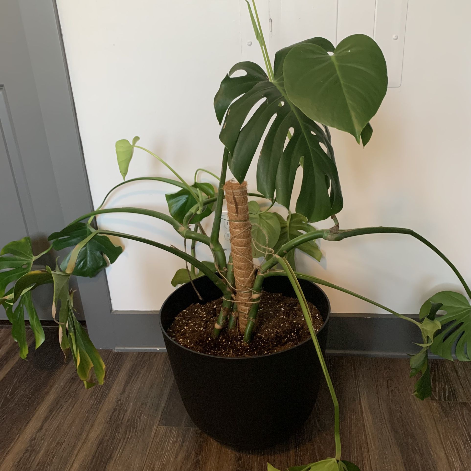 Large healthy monstera plant