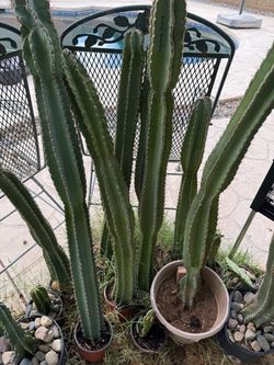 Rooted Peruvian Apple Cactus Plant