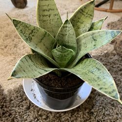 Birdsnest Snake Plant Sansiveria Low Light 