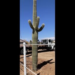 Saguaro Cactus