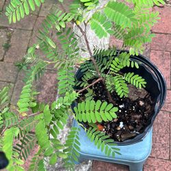 Tamarind Plant 1 Foot Stem Height, with longest leaf 2 feet height