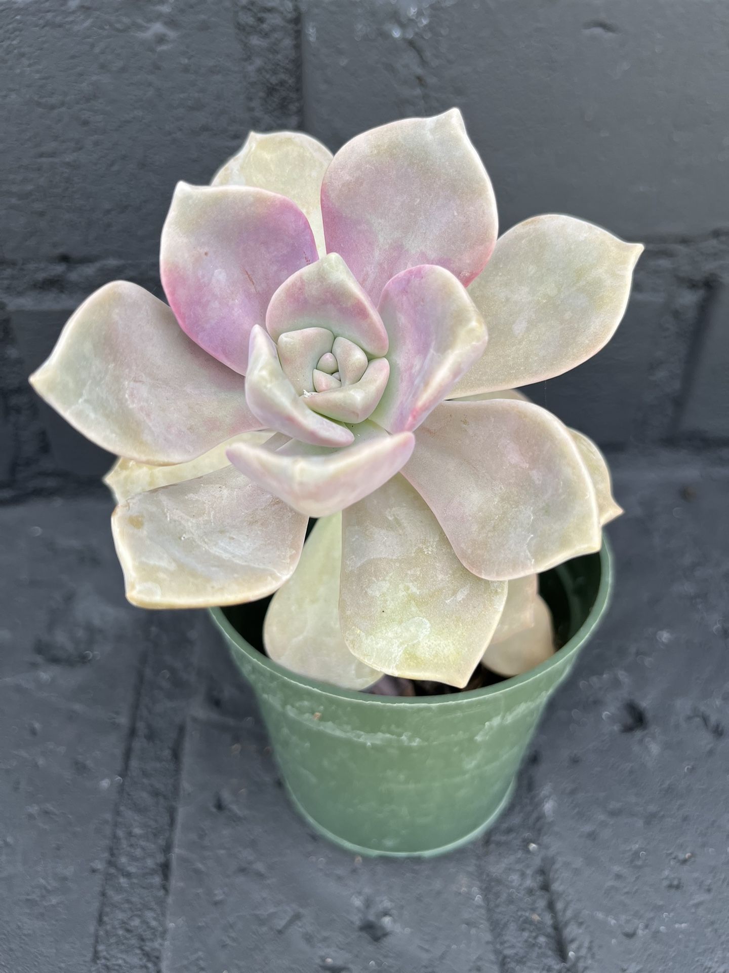 Succulents