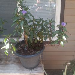 Beautiful Purple  Flower Plant ( Mexican Petunia   $15