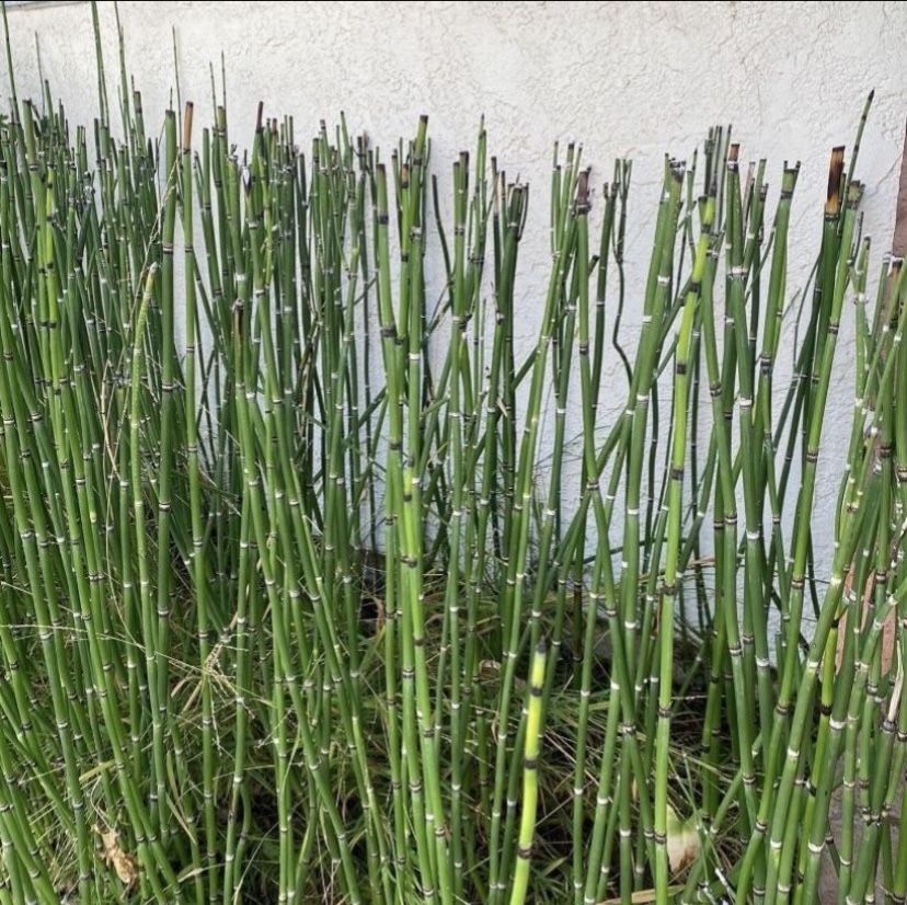 Bundle Of 2 x 1 Gallon Pots - Horsetail Plant Equisetum - About 10 reeds each gallon ranging from 12β to 40β tall. Rooted and Ready to be planted. πͺ΄