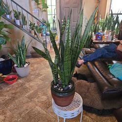 2ft 7in Tall Sansevieria Snake Plant In Ceramic Pot With Stones 