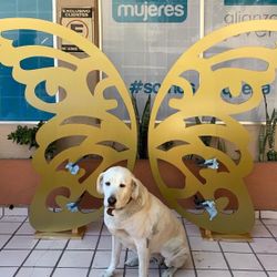 Butterfly  Wings Custom Wood Prop