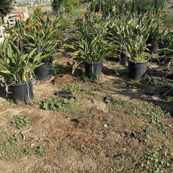 Birds Of paradise Plants