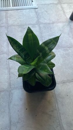 Snake Plant With A Baby