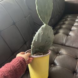 Large Prickly Pear Cactus 