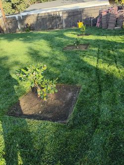 Gardening