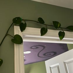 Pothos Clippings 