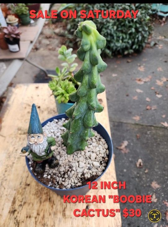 PLANT AND SUCCULENT SALE THIS WEEK  IN SAN LORENZO FROM $4 TO $30